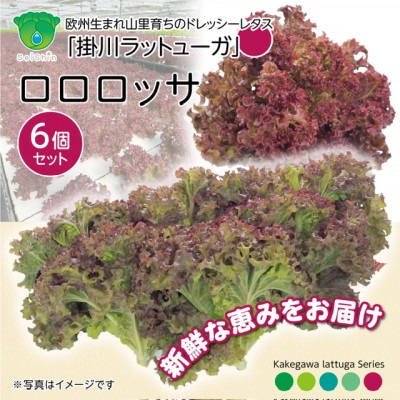 【1種×6株】山里の湧き水育ちリーフレタス「掛川ラットゥーガ・ロロロッサ」【配送不可地域：離島・北海道・沖縄県・四国・九州】【1696202】
