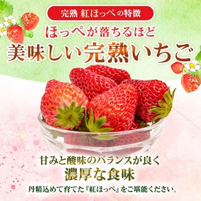 【2027年4月以降発送】静岡県掛川市産　ミズノ農園の完熟いちご　『紅ほっぺ』約280g×4パック【配送不可地域：離島・北海道・沖縄県・四国・九州】【1738934】