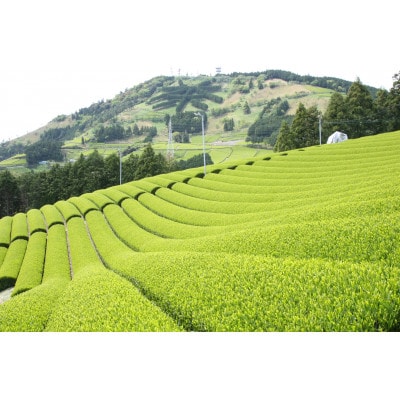 掛川東山茶飲み比べセット　「ききょう」茶葉+「ささゆり」ティーバッグ　各5g×15袋【配送不可地域：離島・沖縄県】【1719080】