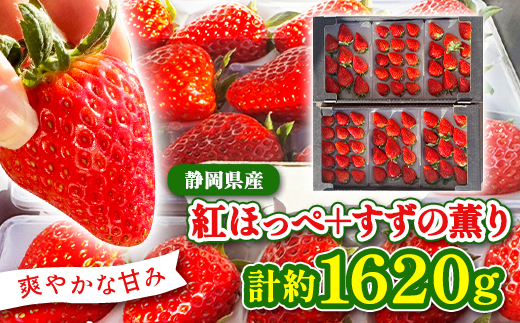 【2026年発送】静岡県産いちご「紅ほっぺ+すずの薫り」6パック 約1.6kg(約270g×6)【配送不可地域：離島・北海道・沖縄県・東北・中国・四国・九州】【1127879】