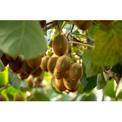 農園直送!訳アリキウイフルーツ2kg〜2.4kg(24個〜30個)【配送不可地域：離島・北海道・沖縄県・四国・九州】【1705165】