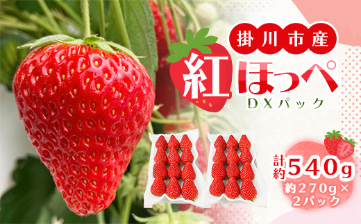 総重量約540g【掛川市産いちご】紅ほっぺ DXパック(2パック入)【配送不可地域：離島・北海道・沖縄県・四国・九州】【1635327】