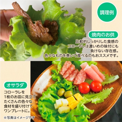 【こだわりの1種×6株】湧き水で育ったリーフレタス「掛川ラットューガ・コローラレ」【配送不可地域：離島・北海道・沖縄県・四国・九州】【1695666】