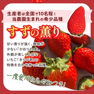 【2026年発送】静岡県産いちご「紅ほっぺ+すずの薫り」6パック 約1.6kg(約270g×6)【配送不可地域：離島・北海道・沖縄県・東北・中国・四国・九州】【1127879】