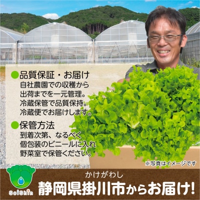 【こだわりの1種×6株】山里の湧き水で育った「掛川ラットューガ・ドルチェ」【配送不可地域：離島・北海道・沖縄県・四国・九州】【1695650】