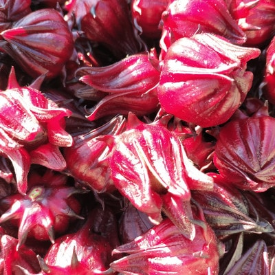 静岡県掛川市産　ハイビスカスローゼル　約400g【配送不可地域：離島・沖縄県】【1710702】