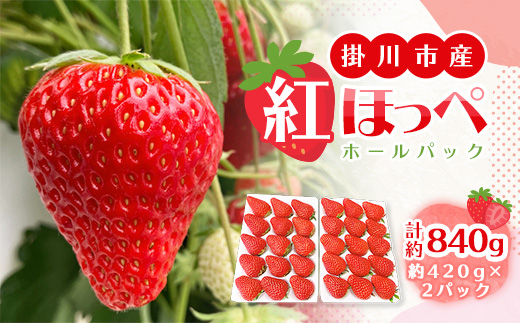 【2026年出荷先行予約】総重量約840g【掛川市産】いちご・紅ほっぺ ホールパック　(2パック入)【配送不可地域：離島・北海道・沖縄県・四国・九州】【1635325】