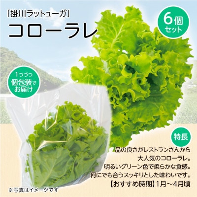 【こだわりの1種×6株】湧き水で育ったリーフレタス「掛川ラットューガ・コローラレ」【配送不可地域：離島・北海道・沖縄県・四国・九州】【1695666】