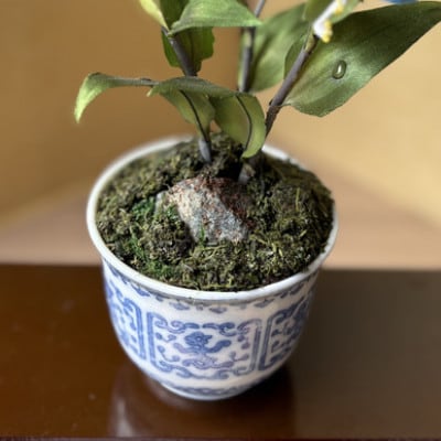 【夏　つゆ草】四季を彩る創作草もの盆栽(工芸品)〜工房椿【配送不可地域：離島・北海道・沖縄県】【1599102】