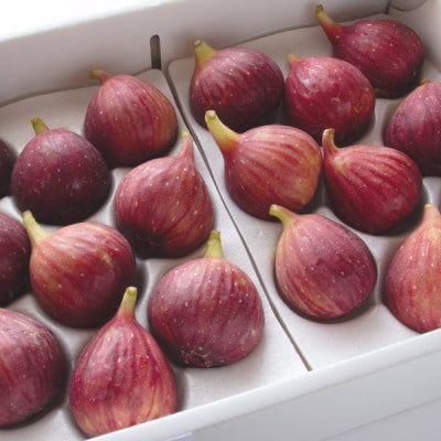 【2026年発送】静岡県掛川産　ミズノ農園の完熟いちじく【桝井ドーフィン】DXパック 500g×2P【配送不可地域：離島・北海道・沖縄県・東北・中国・四国・九州】【1645924】