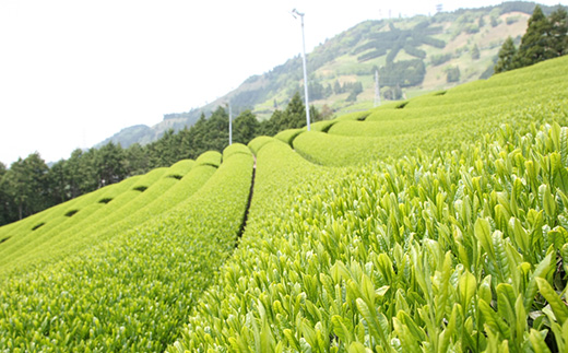 世界農業遺産「掛川深蒸し煎茶」粉砕スティック 20P×5箱【配送不可地域：離島・沖縄県】【1692678】