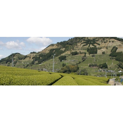 掛川東山茶「ささゆり」ティーバッグ　5g×20袋【配送不可地域：離島・沖縄県】【1719043】