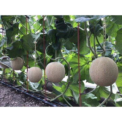 é岡çç£ãé«çŽã¢ããŒãã¡ãã³ãçœçŽãçŽ1.4kgÃ6ç 2çÃ3ç®±ãé
éäžå¯å°åïŒé¢å³¶ã»åæµ·éã»æ²çžçãã1133010ã