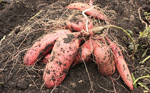 髱吝イ。逵梧寺蟾晏クゅ縺翫>繧ゅd縺ョ辟シ縺崎葛8陲九そ繝繝医宣埼∽ク榊庄蝨ー蝓滂シ夐屬蟲カ繝サ蛹玲オキ驕薙サ豐也ク逵後サ蝗帛嵜繝サ荵晏キ槭代1100952縲