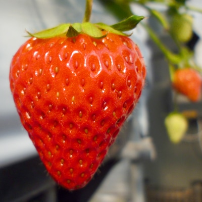 æå·ç£ãããºã蟲åã®å®çå·åçŽ
ã»ã£ãºã500gÃ4è¢ãé
éäžå¯å°åïŒé¢å³¶ã»åæµ·éã»æ²çžçã»æ±åã»äžåœã»ååœã»ä¹å·ãã1234934ã