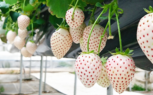 é岡çç£ãã¡ããèµ€&çœã€ããŽãé£ã¹æ¯ã¹2ããã¯ãé
éäžå¯å°åïŒé¢å³¶ã»åæµ·éã»æ²çžçã»æ±åã»äžåœã»ååœã»ä¹å·ãã1127878ã