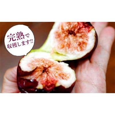 【2026年発送】静岡県掛川産　ミズノ農園の完熟いちじく【桝井ドーフィン】DXパック 500g×2P【配送不可地域：離島・北海道・沖縄県・東北・中国・四国・九州】【1645924】
