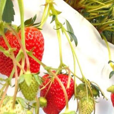 縲千匱騾∵怦蝗コ螳壼ョ壽悄萓ソ縲鷹撕蟯。逵檎肇縺縺。縺斐蜴ウ驕ク縲檎エ縺サ縺」縺コ縲4繝代ャ繧ッ繧サ繝繝(邏1.2kg)蜈ィ3蝗槭宣埼∽ク榊庄蝨ー蝓滂シ夐屬蟲カ繝サ蛹玲オキ驕薙サ豐也ク逵後サ譚ア蛹励サ荳ュ蝗ス繝サ蝗帛嵜繝サ荵晏キ槭代4079587縲