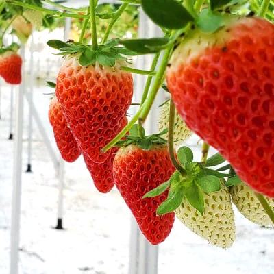 静岡県掛川市産　ミズノ農園の完熟いちご「すずの薫り」　約280g×4パック【配送不可地域：離島・北海道・沖縄県・東北・中国・四国・九州】【1490919】