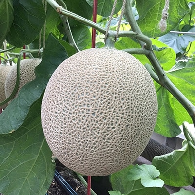 é岡çç£ãé«çŽã¢ããŒãã¡ãã³ãå±±çŽ 1.3kg以äžÃ 2çãé
éäžå¯å°åïŒé¢å³¶ã»åæµ·éã»æ²çžçãã1133012ã