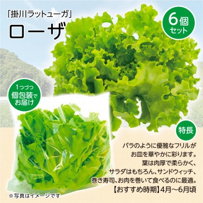 【こだわりの1種×6個セット】リーフレタス「掛川ラットューガ・ローザ」【配送不可地域：離島・北海道・沖縄県・四国・九州】【1695158】