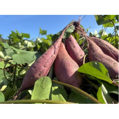 謗帛キ晉肇辭滓 邏縺ッ繧九°縲占ィウ縺ゅj縲9kg縲宣埼∽ク榊庄蝨ー蝓滂シ夐屬蟲カ繝サ豐也ク逵後代1668454縲