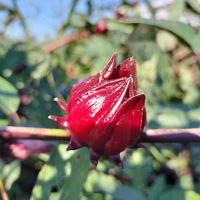 静岡県掛川市産　ハイビスカスローゼル　約400g【配送不可地域：離島・沖縄県】【1710702】