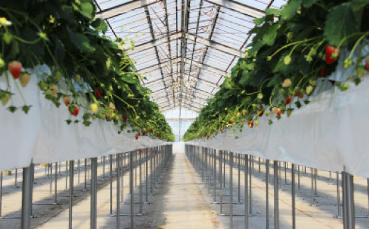 紅ほっぺ・きらぴ香食べ比べ(各4パック　計8パック　約2080g)　掛川市人気のいちごセット【配送不可地域：離島・北海道・沖縄県・四国・九州】【1676919】