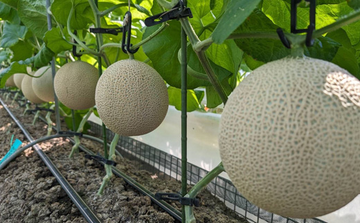 静岡温室マスクメロン アローマ印　　　　　山級約1.45kg以上　1玉【配送不可地域：離島・北海道・沖縄県】【1502111】