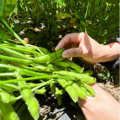 2026年発送【特別栽培】枝豆(えだまめ)茶豆風味で大人気の「湯あがり娘」　食べやすい小分け!【配送不可地域：離島・北海道・沖縄県・四国・九州】【1479445】