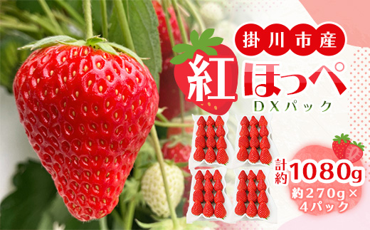 総重量約1080g【掛川市産】いちご・紅ほっぺ DXパック(4パック入)【配送不可地域：離島・北海道・沖縄県・四国・九州】【1635330】
