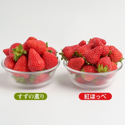 静岡県掛川市産　ミズノ農園の完熟いちご「紅ほっぺ」「すずの薫り」2種各2パック食べ比べセット【配送不可地域：離島・北海道・沖縄県・東北・中国・四国・九州】【1490920】