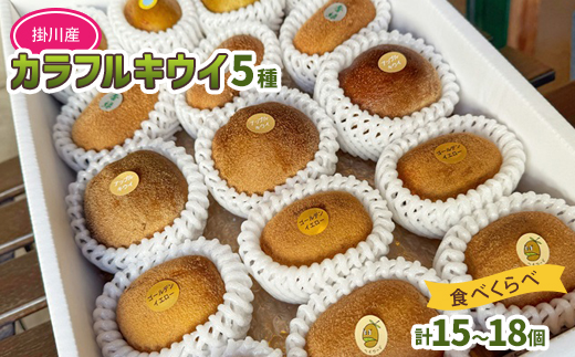 掛川産 カラフルキウイ 5種・15個〜18個セット:キウイフルーツカントリーJapan　5887【配送不可地域：離島・北海道・沖縄県・四国・九州】【1652650】