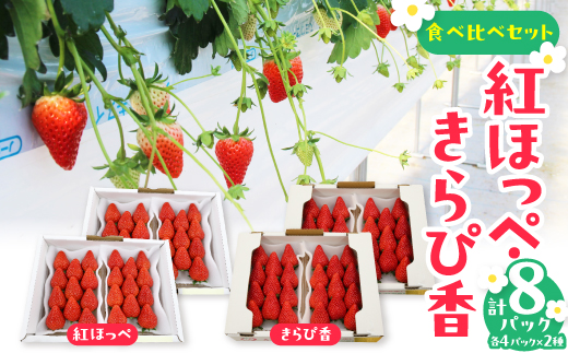 紅ほっぺ・きらぴ香食べ比べ(各4パック　計8パック　約2080g)　掛川市人気のいちごセット【配送不可地域：離島・北海道・沖縄県・四国・九州】【1676919】