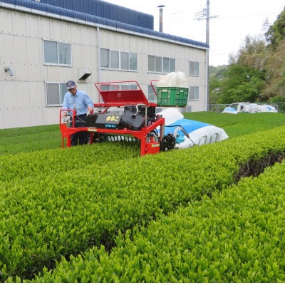 畑仕事から茶仕上げまで一貫造り　香味満々茶　茶草場農法　深蒸し掛川茶(100g×5袋)ギフト箱入1個【配送不可地域：離島・沖縄県】【1582204】