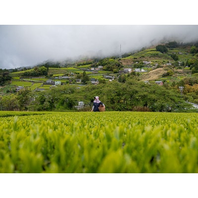 UCC「深蒸し静岡煎茶」ドリップポッドカプセル 2箱(24杯分)【配送不可地域：離島・沖縄県】【1603571】