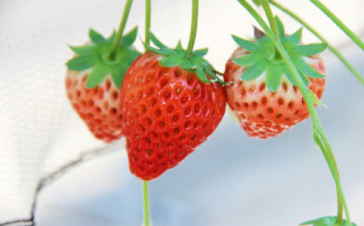 紅ほっぺ・きらぴ香食べ比べ(各4パック　計8パック　約2080g)　掛川市人気のいちごセット【配送不可地域：離島・北海道・沖縄県・四国・九州】【1676919】