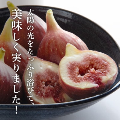 【2026年発送】静岡県掛川産　ミズノ農園の完熟いちじく【桝井ドーフィン】DXパック 500g×2P【配送不可地域：離島・北海道・沖縄県・東北・中国・四国・九州】【1645924】