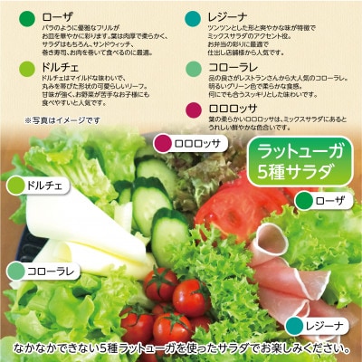 【5種×1株セット】湧き水で育ったこだわりリーフレタス「掛川ラットューガ」【配送不可地域：離島・北海道・沖縄県・四国・九州】【1694968】