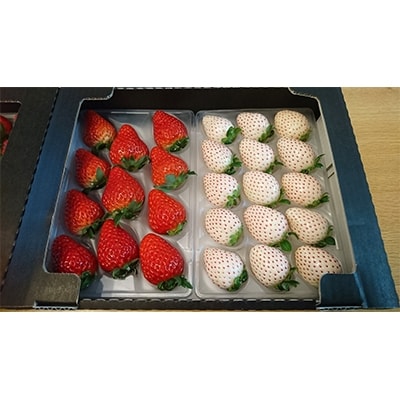 静岡県産いちご　赤&白イチゴ　食べ比べ2パック【配送不可地域：離島・北海道・沖縄県・東北・中国・四国・九州】【1127878】