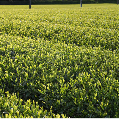 縺九¢縺後o闌カ(豺ア闥ク縺苓幻)繧「繝ォ繝溽シカ24譛ャ蜈・繧翫宣埼∽ク榊庄蝨ー蝓滂シ夐屬蟲カ繝サ豐也ク逵後代1670614縲