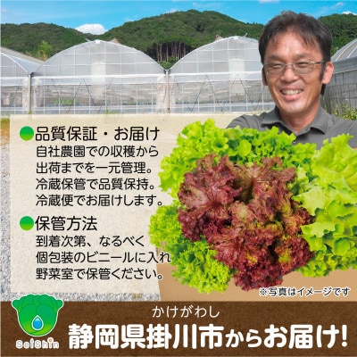 【5種×1株セット】湧き水で育ったこだわりリーフレタス「掛川ラットューガ」【配送不可地域：離島・北海道・沖縄県・四国・九州】【1694968】