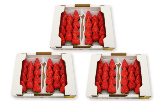 きらぴ香セット(6パック　約1560g)　酸味は控えめで濃厚な甘さのおいしいいちご【配送不可地域：離島・北海道・沖縄県・四国・九州】【1676945】