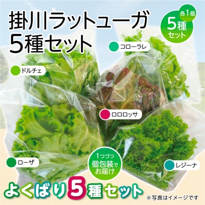 【5種×1株セット】湧き水で育ったこだわりリーフレタス「掛川ラットューガ」【配送不可地域：離島・北海道・沖縄県・四国・九州】【1694968】