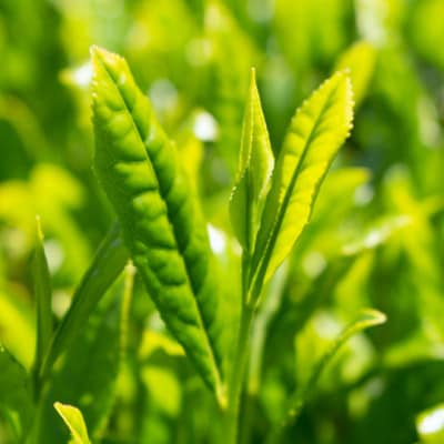 【令和8年産新茶発送】特別栽培-掛川深蒸し茶　80g×5袋セット【配送不可地域：離島・沖縄県】【1600000】
