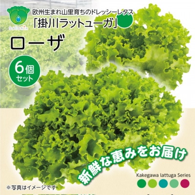 【こだわりの1種×6個セット】リーフレタス「掛川ラットューガ・ローザ」【配送不可地域：離島・北海道・沖縄県・四国・九州】【1695158】