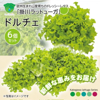 【こだわりの1種×6株】山里の湧き水で育った「掛川ラットューガ・ドルチェ」【配送不可地域：離島・北海道・沖縄県・四国・九州】【1695650】