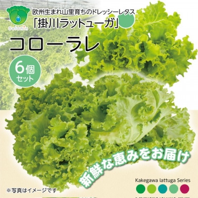 【こだわりの1種×6株】湧き水で育ったリーフレタス「掛川ラットューガ・コローラレ」【配送不可地域：離島・北海道・沖縄県・四国・九州】【1695666】