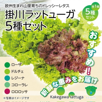 【5種×1株セット】湧き水で育ったこだわりリーフレタス「掛川ラットューガ」【配送不可地域：離島・北海道・沖縄県・四国・九州】【1694968】