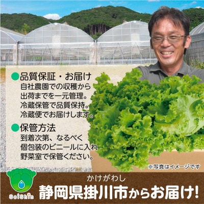 【こだわりの1種×6株】湧き水で育ったリーフレタス「掛川ラットューガ・コローラレ」【配送不可地域：離島・北海道・沖縄県・四国・九州】【1695666】